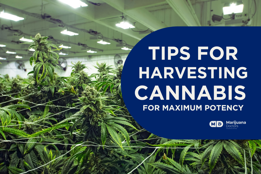 Tips for Harvesting Cannabis for Maximum Potency