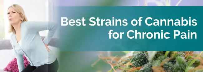 Best Marijuana Strains for Chronic Pain