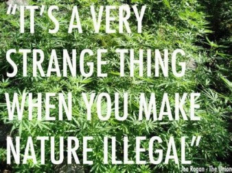 Medical Marijuana Lawyer Rhode Island Medical Marijuana Lawyer Rhode Island