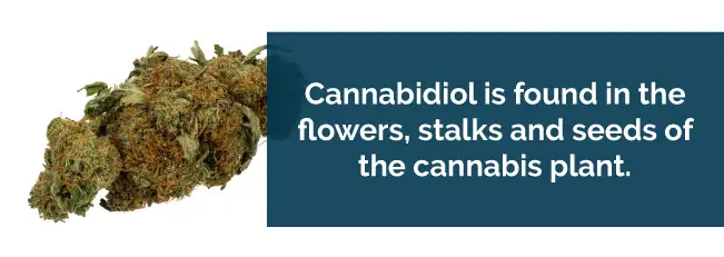 Cannabidiol is found in the flowers, stalks and seed of the cannabis plant