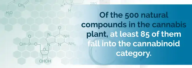 Of the 500 natural compounds in the cannabis plant, at least 85 of them fall into the cannabinoid category