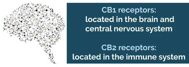 CB1 receptors are located in the brain and central nervous system, while CB2 receptors are located in the immune system