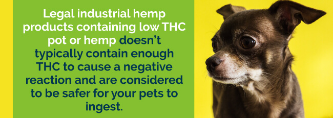 hemp for pets