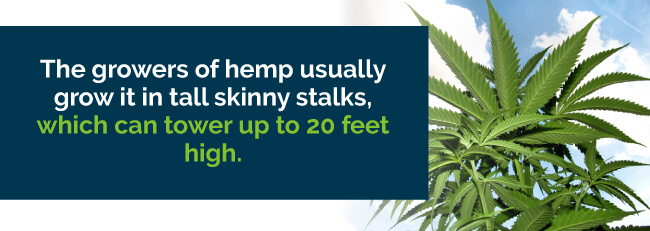 hemp stalks