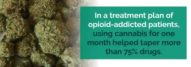 marijuana opioid addiction