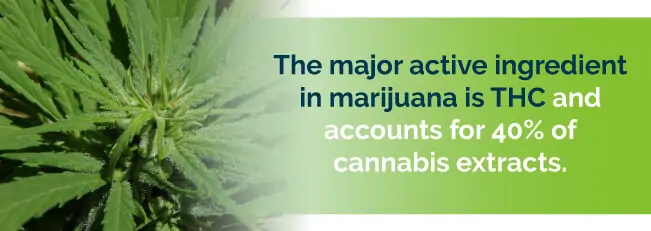 The major active ingredient in marijuana is THC and accounts for 40% of cannabis extracts