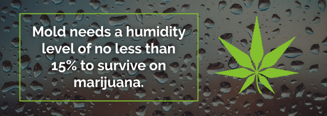 The Dangers Moldy Weed Marijuana Doctors