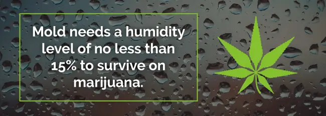 Mold needs a humidity level of no less than 15% to survive on marijuana