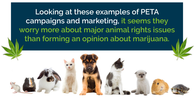 PETA campaigns and marketing worry more about major animal rights issues