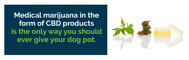 pot for dogs