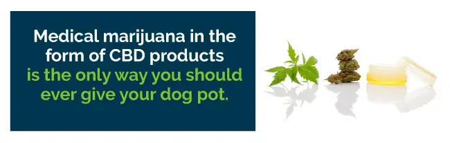 pot for dogs
