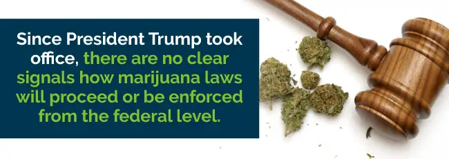 president trump marijuana