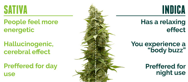 Differences between Sativa and Indica Strains