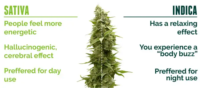 sativa plant vs indica plant