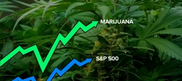 Buying Stock in Marijuana Companies