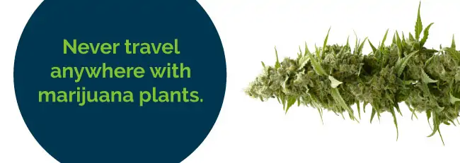 Never travel anywhere with marijuana plants