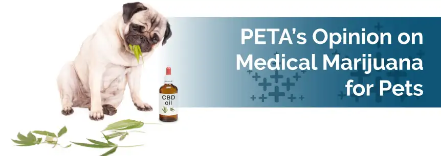 PETA Opinion on Medical Marijuana for Pets