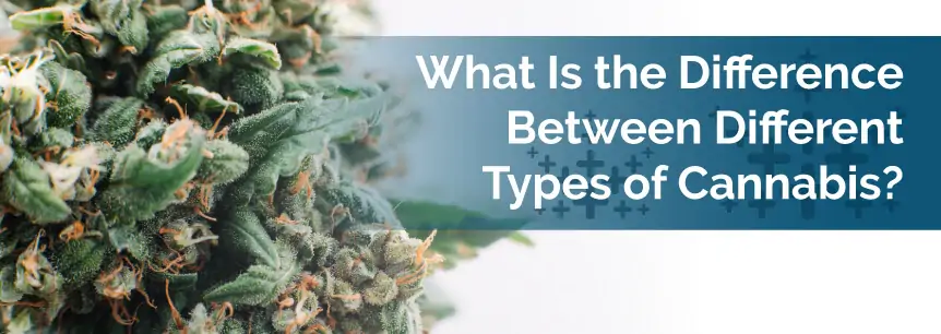 What Is the Difference Between Different Types of Cannabis