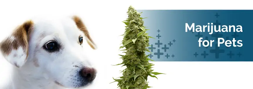 Medical Marijuana for Pets