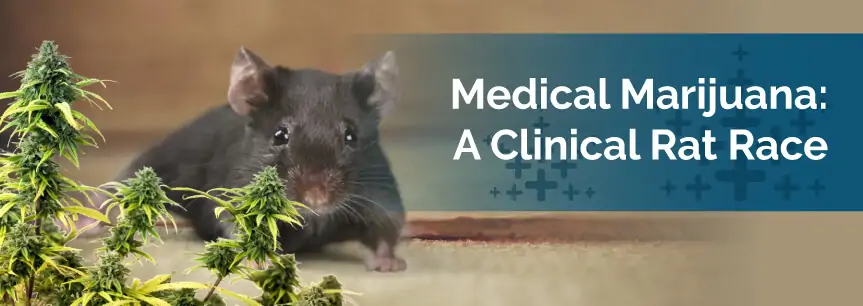 Medical Marijuana: A Clinical Rat Race