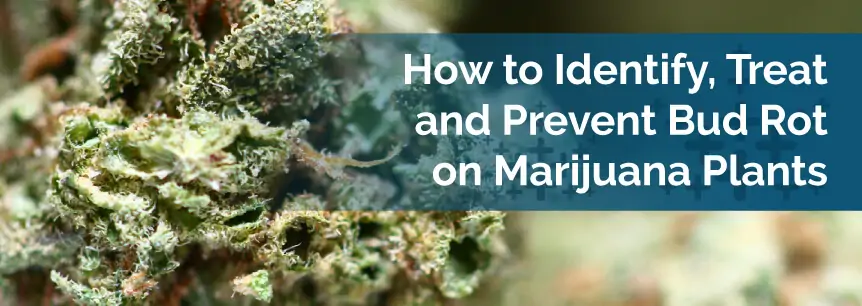 How to Identify, Treat and Prevent Bud Rot on Marijuana Plants