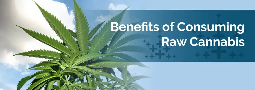 Benefits of Consuming Raw Cannabis