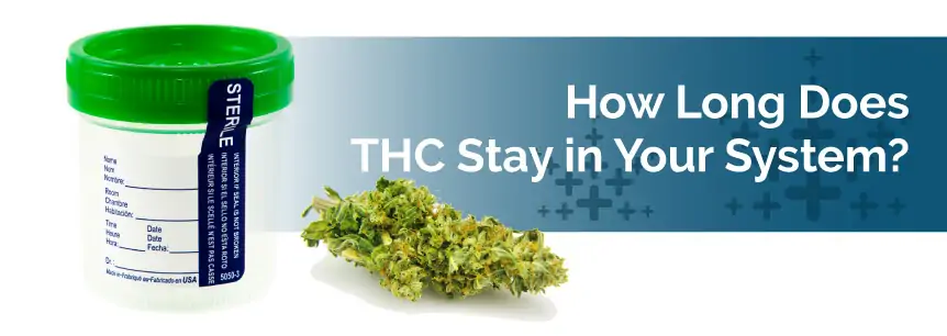 How Long Does THC Stay in Your System?