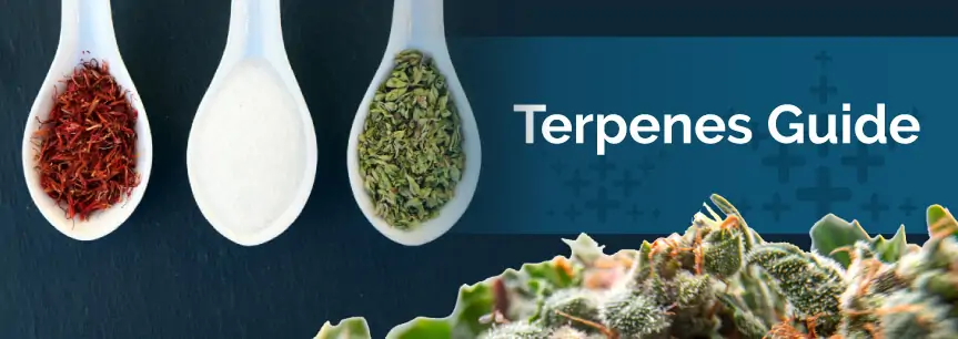 terpenes guide