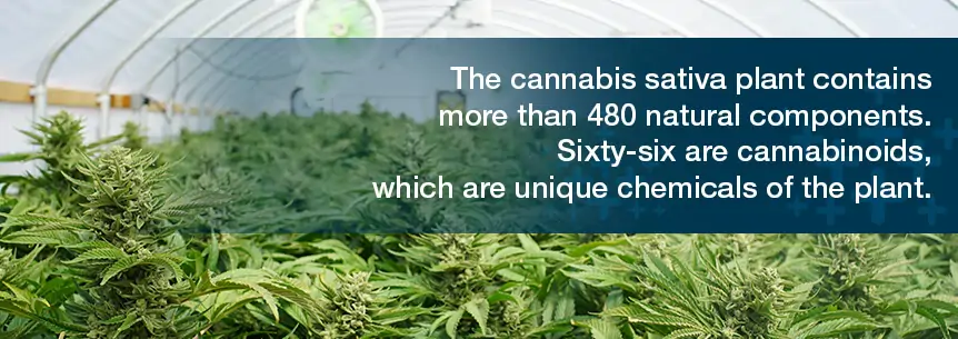cannabis sativa plant contains 480 natural components
