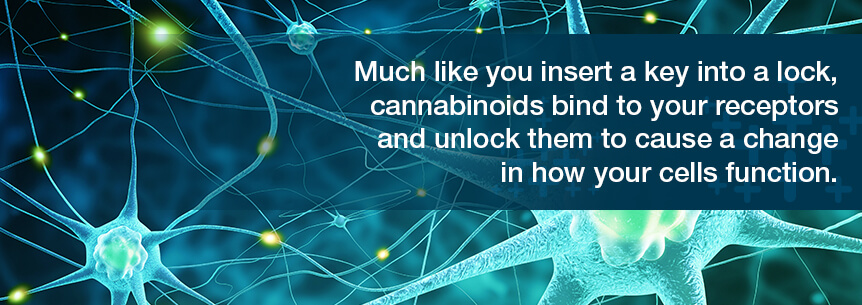 cannabinoids change how cells function