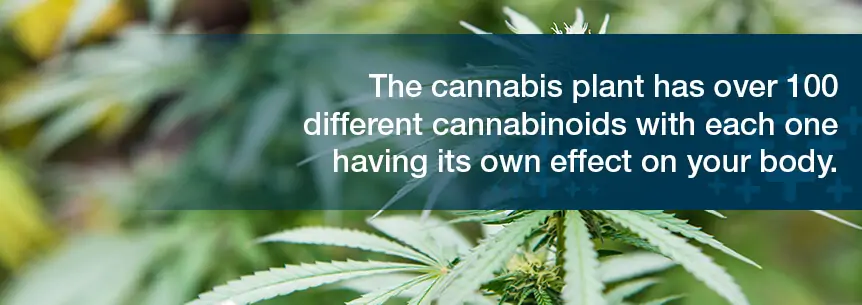 cannabis plant has over 100 cannabinoids