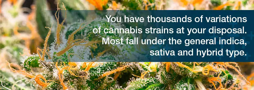 thousands of variations of cannabis strains