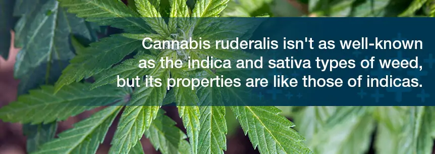 cannabis ruderalis