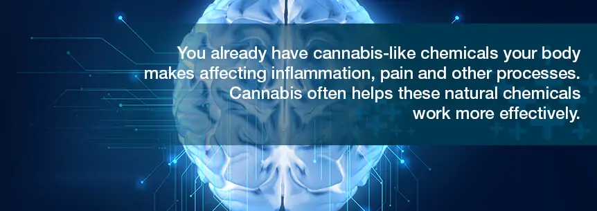 cannabis-like chemicals in the body