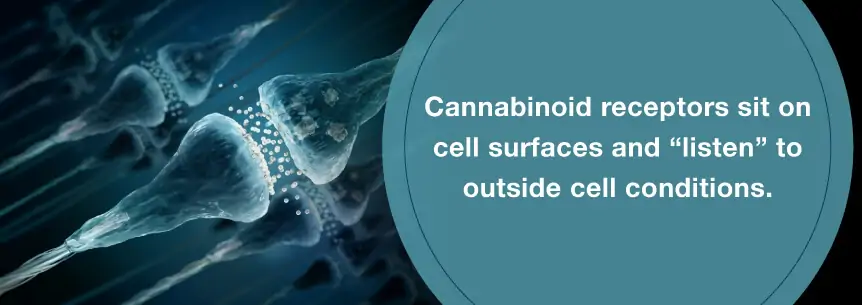 cannabinoid receptors