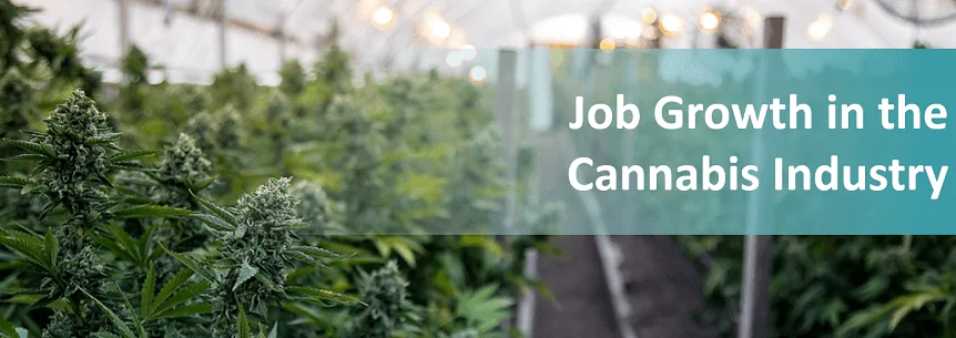 Job Growth in the Cannabis Industry