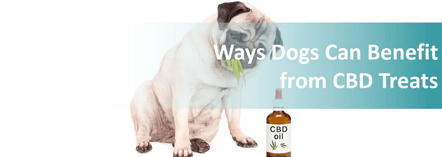 7 Ways Dogs Can Benefit from CBD Treats