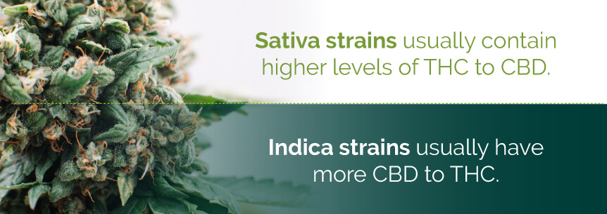 Cannabis Indica vs Sativa - Which Strain Is Right For You ...