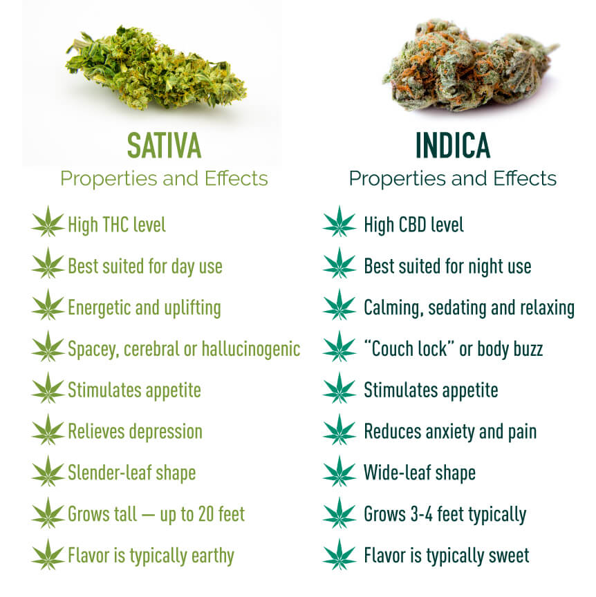 how to tell the difference between indica and sativa
