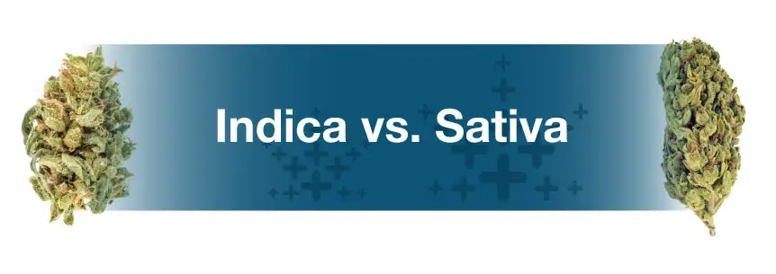 indica and sativa