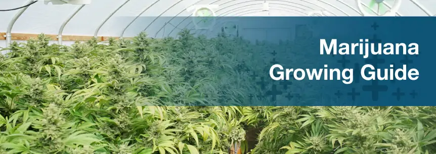 marijuana growing guide