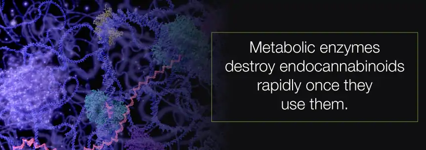 metabolic enzymes