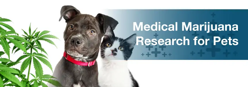 Medical Marijuana Research for Pets