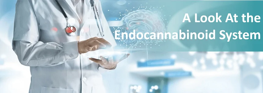 A Look at The Endocannabinoid System (ECS)