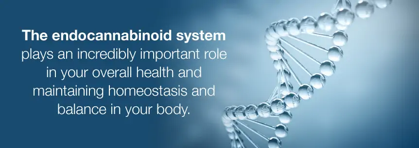 what is endocannabinoid system