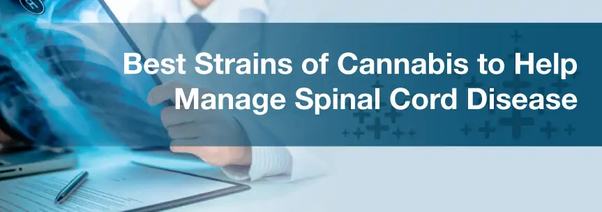 Best Strains of Cannabis to Help Manage Spinal Cord Disease