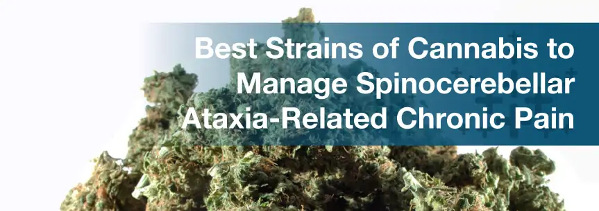 Best Strains of Cannabis to Manage Spinocerebellar Ataxia-Related Chronic Pain