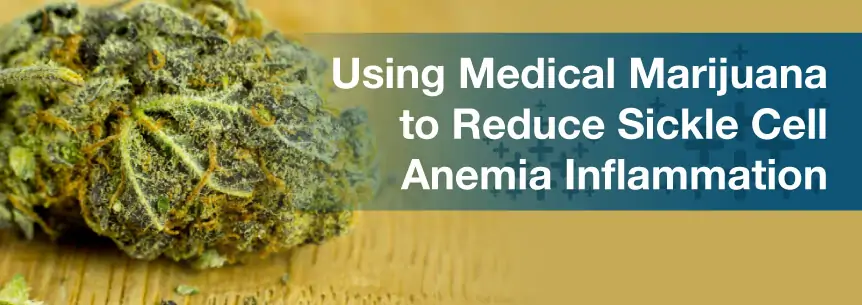 Using Medical Marijuana to Reduce Sickle Cell Anemia Inflammation