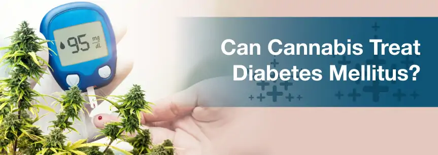 Can Cannabis Treat Diabetes Mellitus?