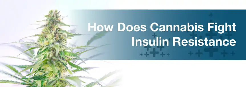 How Does Cannabis Fight Insulin Resistance?